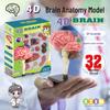 3D Модель Человеческого Мозга: Особенности: Мозг, Нервы, Ствол мозга, Кровеносные сосуды и Функции - Сделай сам развивающая игрушка