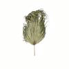 Hill Interiors Sun Palm Dried Plant