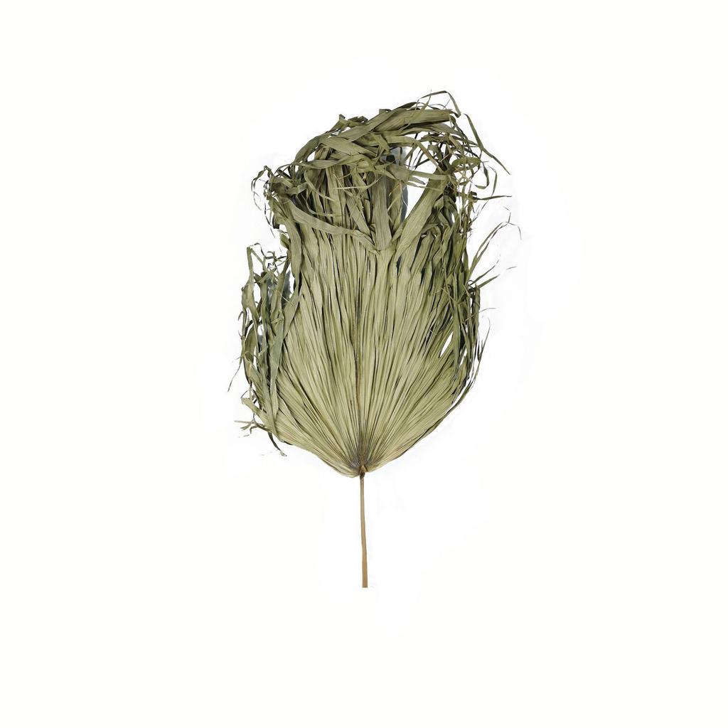 Hill Interiors Sun Palm Dried Plant