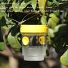 Sustainable and Reusable Insect Traps, Suitable for Monitoring Pests In Bees, Vegetable Gardens and Orchards Fly Trap