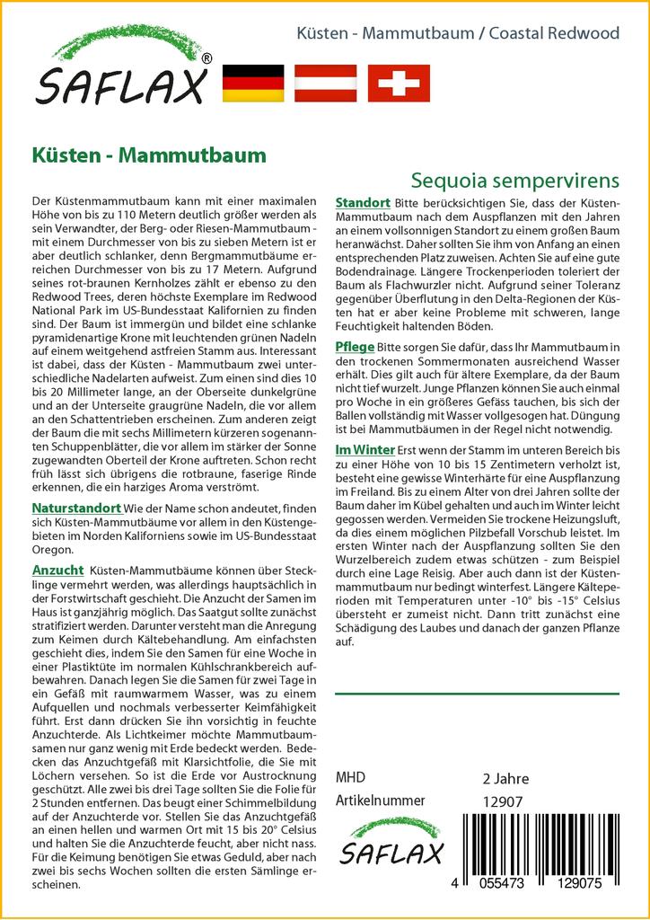 SAFLAX Прибрежное секвойя - 50 семян - Sequoia sempervirens