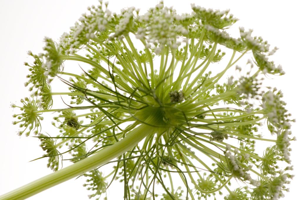 SAFLAX Garden in the Bag - Органический - Кервель - 800 семян - С субстратом в подходящем стоячем пакете - Anthriscus cerefolium