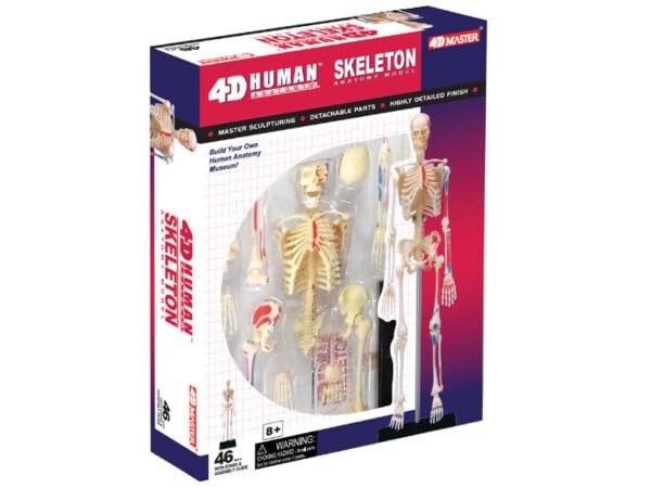 4D Human Skeleton Anatomy Model, 4D Puzzle, 6260011, Fame Master, 4D Master Educational Toy, STEM