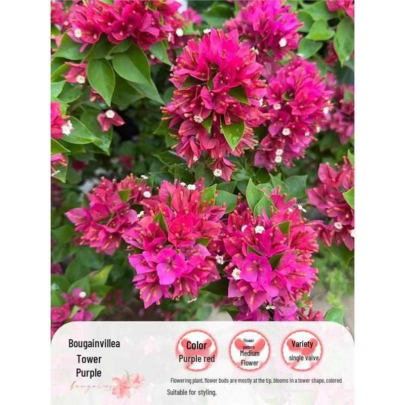 Large Bougainvillea Climbing Plant with Flowers - Indoor/Outdoor Greenery for Balcony and Courtyard