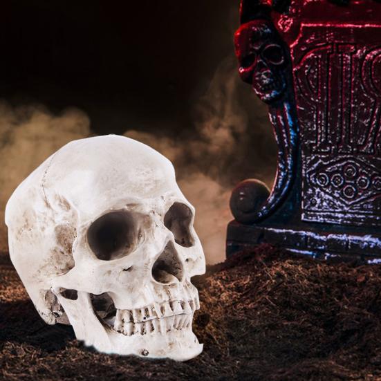 Skull Model Realistic Removable Jawbone Educational Human Skull Model Study Halloween Props Teaching Supplies