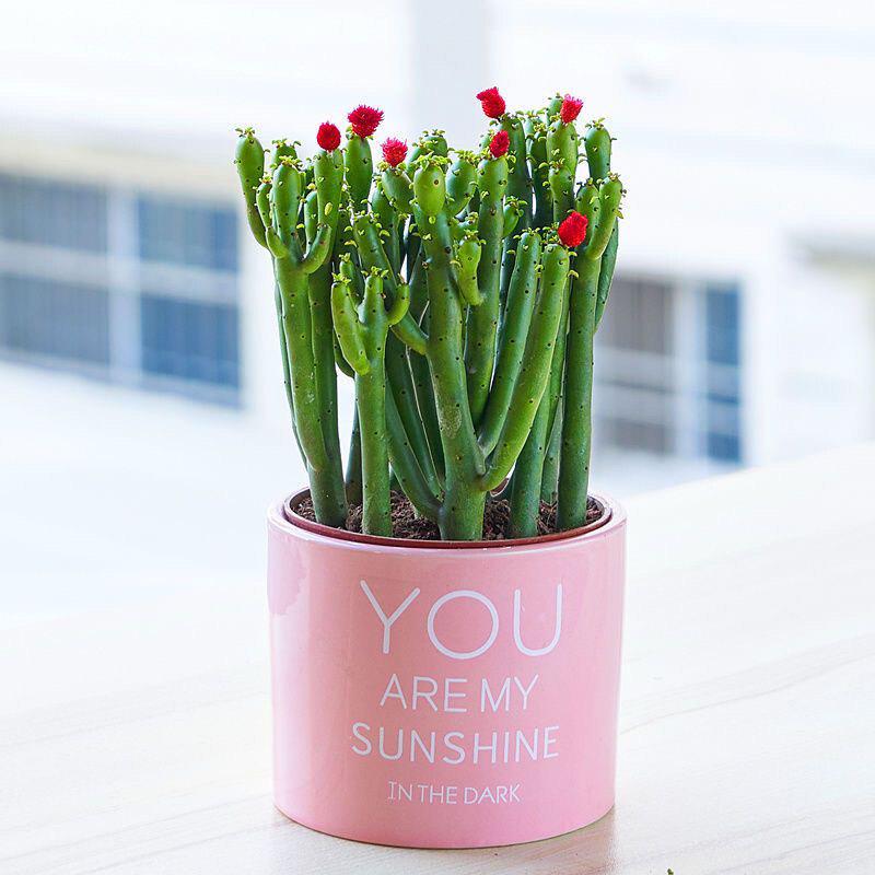 Easy-Care Succulent Arrangement: Wealth-Attracting Mountain Cacti & Flowers for Office or Living Room Décor