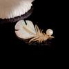 Fashion Crystal Shell Feather Brooch Pins For Women Luxury White Pearl Gold Color Party Wedding Gifts Clothing Accessories