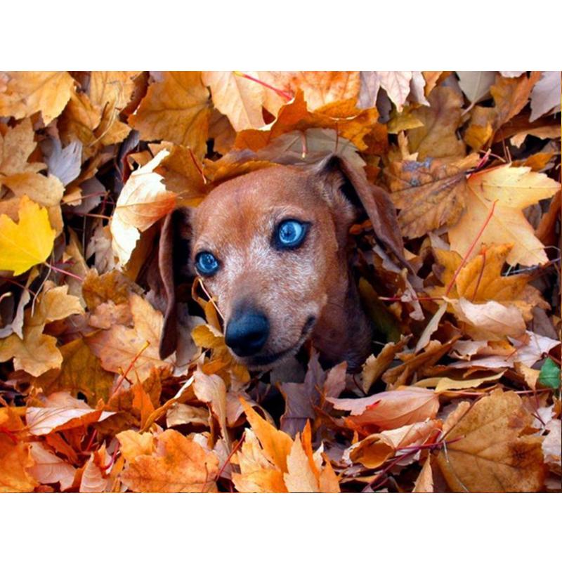 5D Diy Полный Круглый Квадратный Алмазная Картина Животных Собака Алмазная Вышивка Осенний Кленовый Лист Украшение Стены Домашнее Искусство