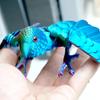 Имитированный глаз 3D-печатный попугай Животное 3D Шарнирный попугай Игрушки Ландшафтное украшение