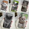 British Shorthair Cat Phone Case For Samsung Galaxy A53 A33 A13 A12 A32 A52 A14 A34 A54 A15 A25 A35 A55 A71 A51