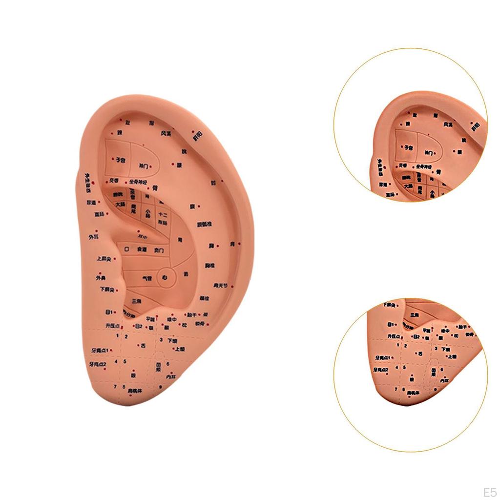 Модель акупунктуры уха Дисплей для обучения рефлексотерапии аурикулярной акупунктуры