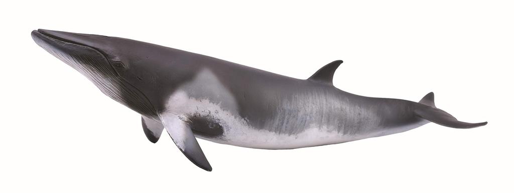 CollectA Minke Whale Figure 88862