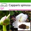 Каперсы - 25 семян - С горшечным субстратом для лучшего выращивания - Capparis spinosa
