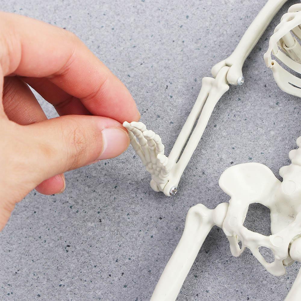 accessories Biology teaching Skeleton model Human Bones Halloween props Car Rearview mirror pendant