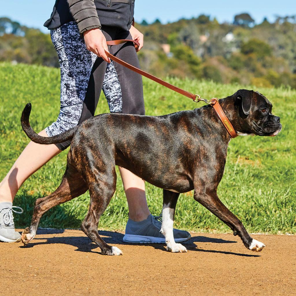 Weatherbeeta Padded Leather Dog Collar