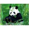 DIY 3D Алмазная картина Животное Панда Вышивка Крестом Ремесло Стежок Домашний декор
