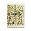 Adolphe Millot Encyclopedia Poster Fruit Botanical Mushrooms Herbs Flowers Canvas Paintings Print Vintage Wall Art Room Decor