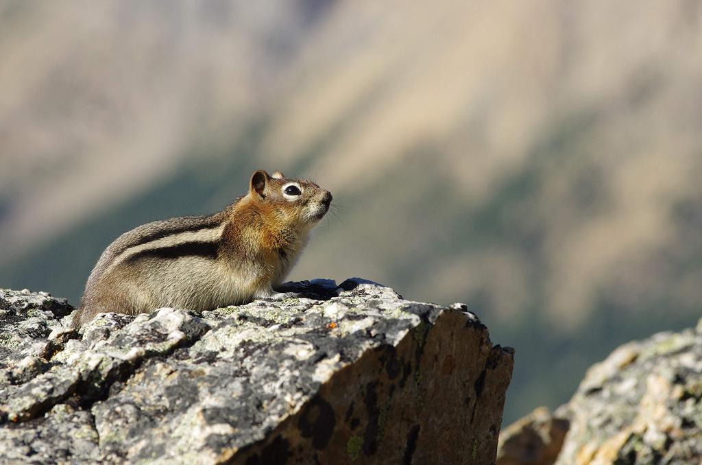 PENTAX smc SDM telephoto zoom lens 21750 black PENTAX-DA60-250mmF4ED[IF]