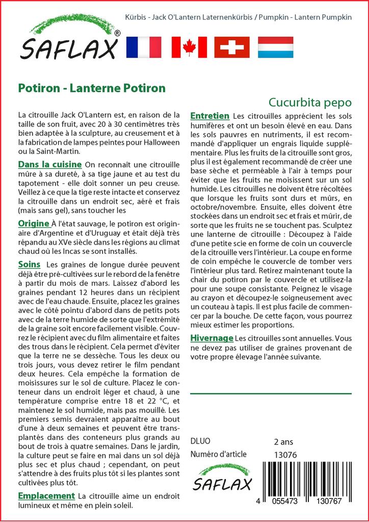 SAFLAX Тыква - Тыква-фонарь - 10 семян - Cucurbita pepo
