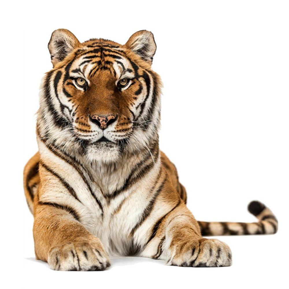 Multicolor 3D Tiger Wall Sticker Self-Adhesive Mural Art Gift Cartoon Animal Stickers
