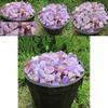Natural Rough 100g Amethyst Gravel Stone Quartz Crystal Gemstone Home Decor