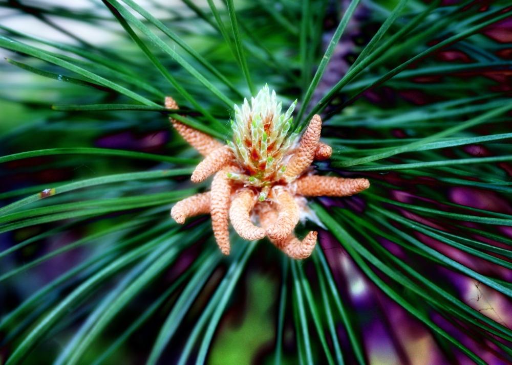 SAFLAX Сосна каменная - 6 семян - Pinus pinea