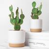 Succulent Plant Pot Double-Layer Succulent Green Dill Small Green Plantflowerpot
