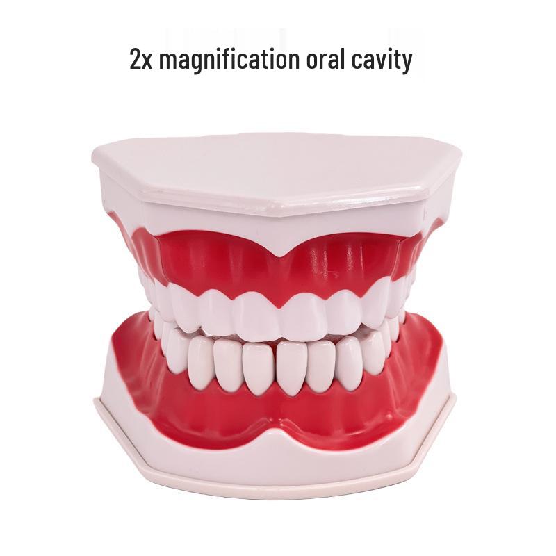 Children's Dental Teaching Aid: Tooth Brushing Toy Model