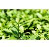 Yunnan Dian Hong Black Tea Fengqing Ancient Tree Loose Leaf Natural Sweet Aroma Premium Health Drink