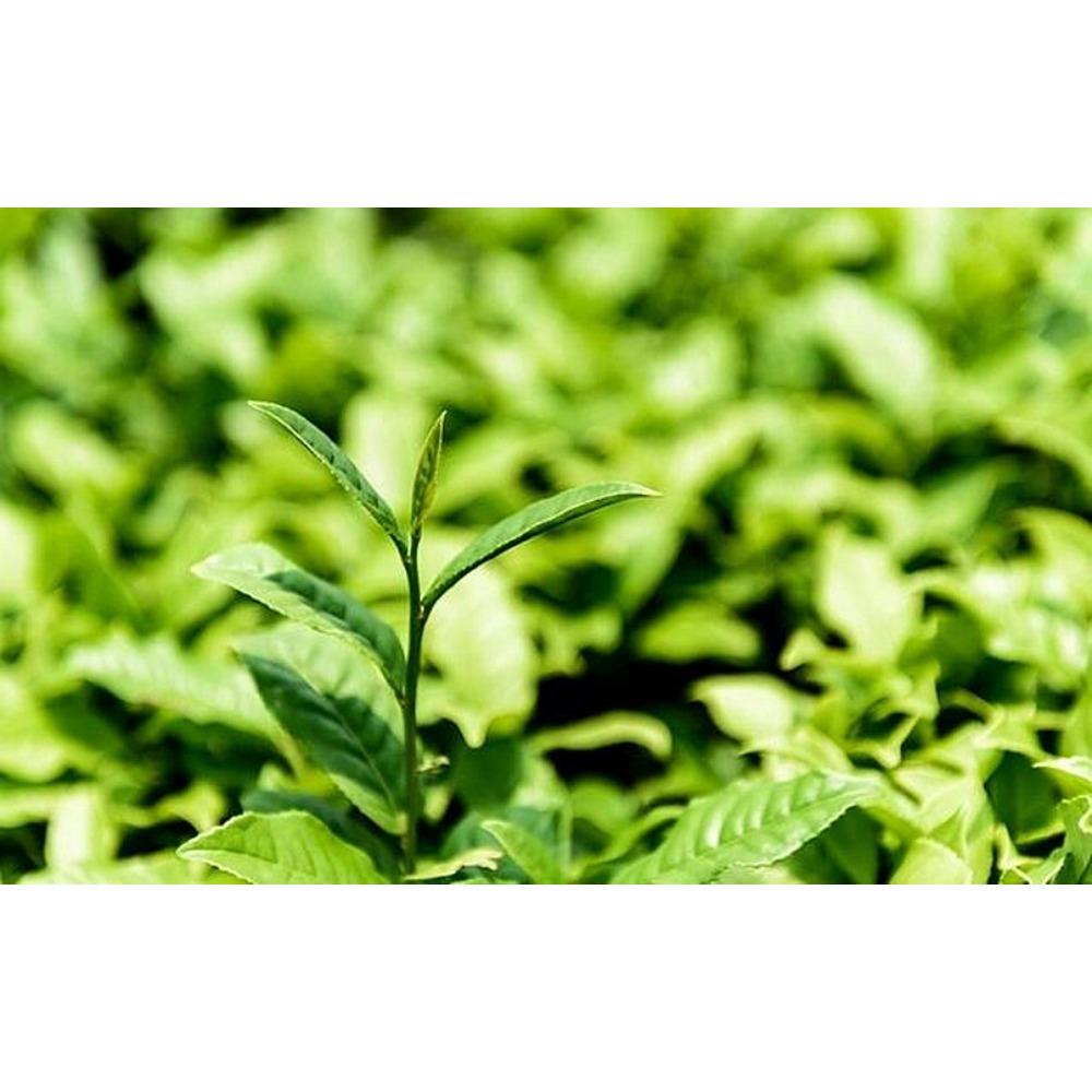 Yunnan Dian Hong Black Tea Fengqing Ancient Tree Loose Leaf Natural Sweet Aroma Premium Health Drink