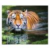 5D DIY Алмазная вышивка Тигр в воде Алмазная картина Вышивка крестом Горный хрусталь Мозаика Украшение