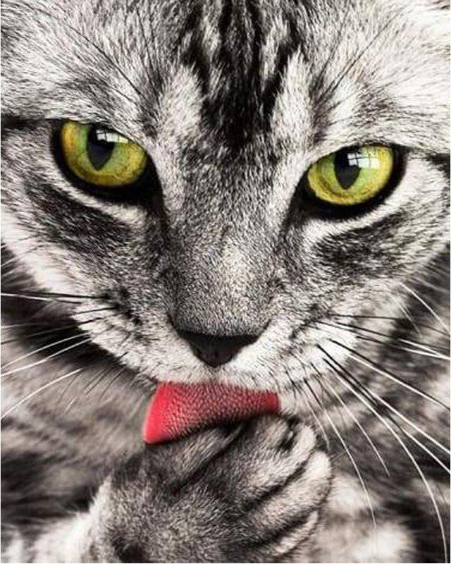 5d алмазная живопись, полная дрель, квадратный кот, олень, животное, Алмазная вышивка, цветок, дерево, пейзаж, вышивка крестом, стразы, мозаика, настенное искусство