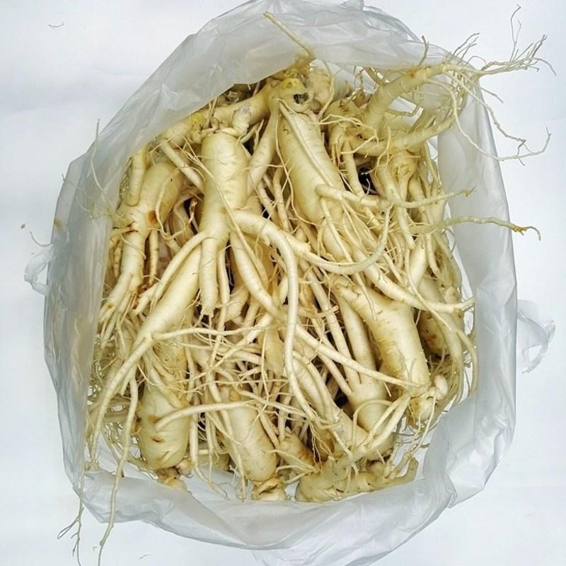Punggi Ginseng Fresh for Home Use, 600 Grams of Wild Green Onion That Is Weak Even If It Ugly, Washed/non-washed Fresh Ginseng, Red Ironing, 1 Piece