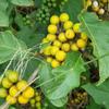 5 BERRIES OF SOLANUM CHRYSOTRICHUM - 5 BERRIES CONTAIN APPROXIMATELY 750 SEEDS Fresh Seeds