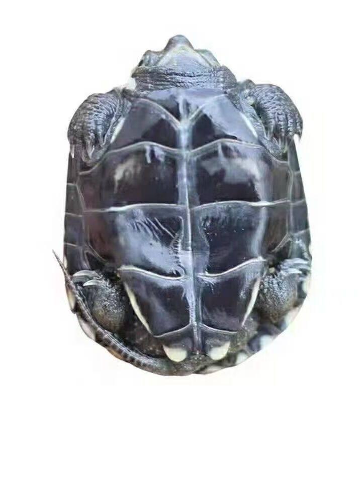 Живые молодые черные ракушечные китайские травяные черепахи - Пруд на открытом воздухе, холодноводный питомец