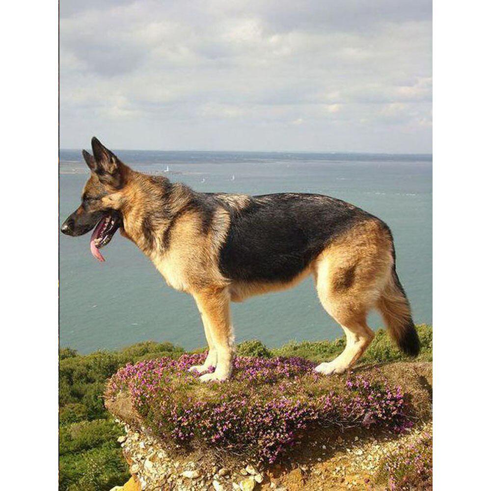 5D DIY алмазная живопись корова вышивка крестиком полная квадратная/круглая дрель Алмазная вышивка животные горный хрусталь фотографии ремесла подарок