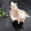 Large Natural Large Conch Shell 10-16cm Conch Shells Crafts Statue Fish Tank Decor  Home
