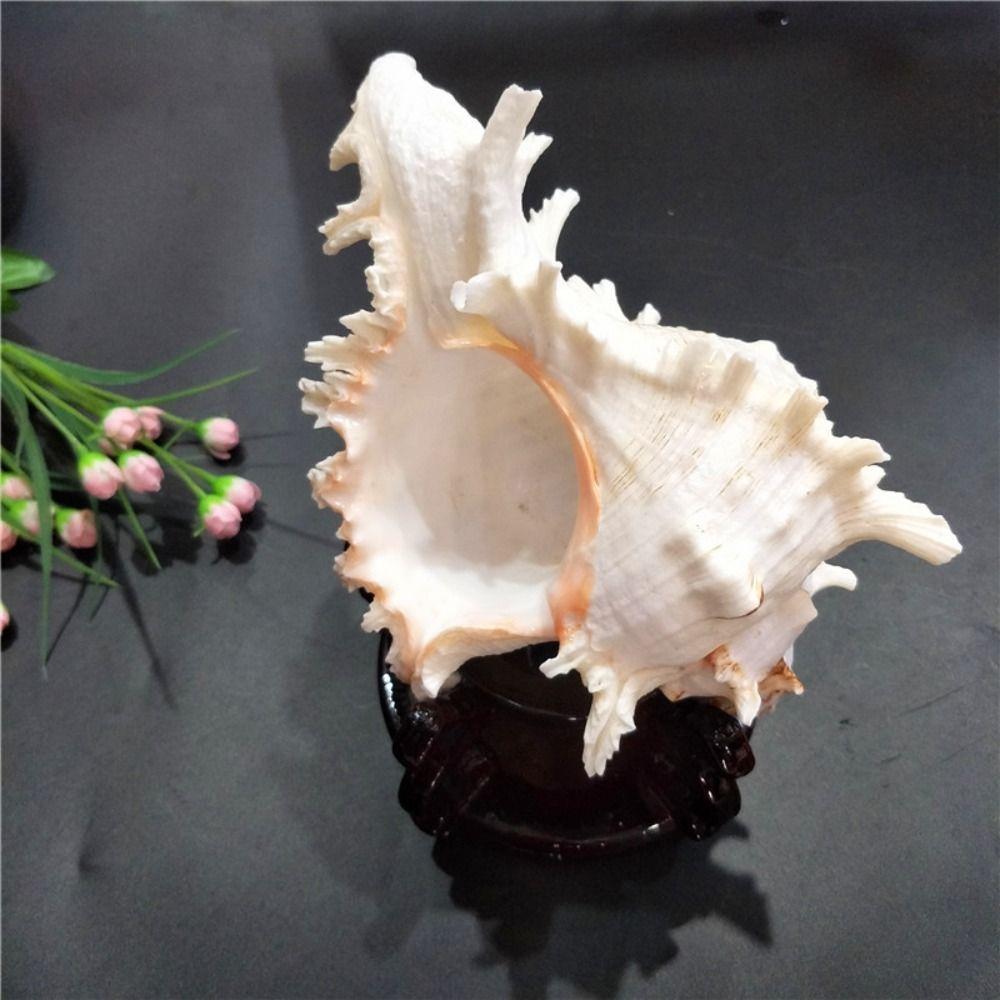 Large Natural Large Conch Shell 10-16cm Conch Shells Crafts Statue Fish Tank Decor  Home