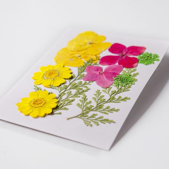 10 Pcs Pressed Dried Flowers Flat Real Dried Blooms All-Natural Colored Dried Flowers for DIY Crafts Scrapbooking Face Decoration