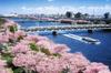 2542-piece Jigsaw Puzzle, Super Master EX, Spring: Cherry Blossoms Along the Sumida River, Tokyo, Super Small Pieces (50x75cm)