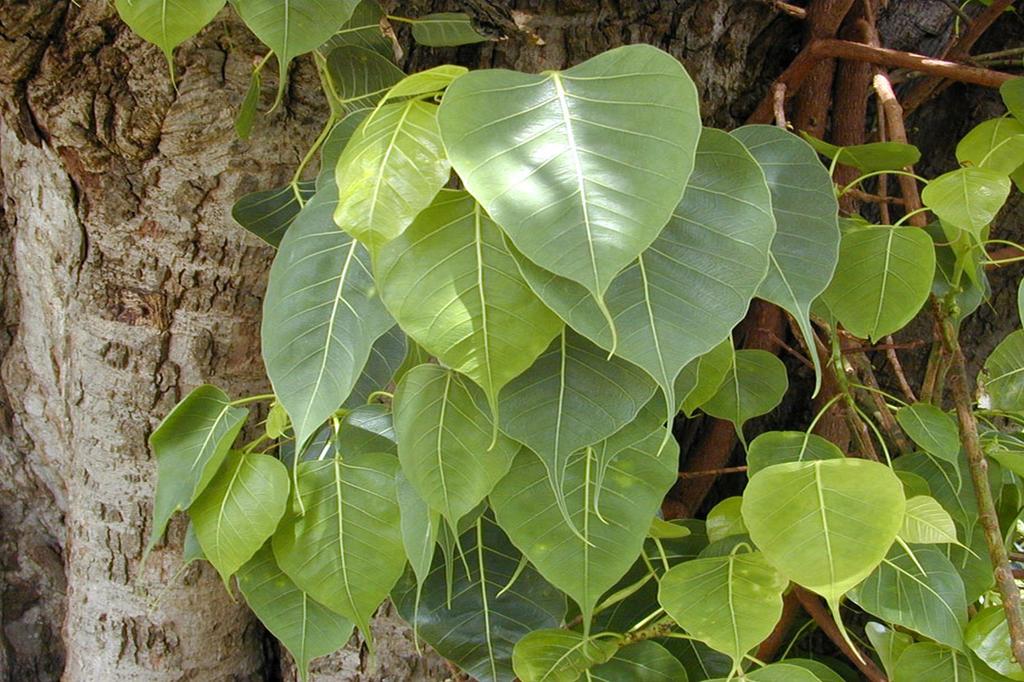 SAFLAX Peepul Tree / Sacred Fig - 100 семян - Ficus religiosa