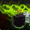 Aquarium Decor Hanging Fish Tank Mini Glass Pot Water Potted Planting Cup
