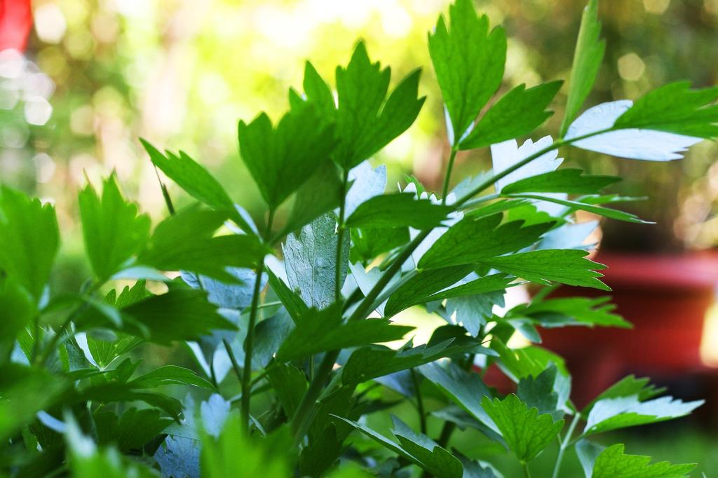 SAFLAX Garden in the Bag - Органический - Любисток - 100 семян - С субстратом в удобном стоячем пакете - Levisticum officinale