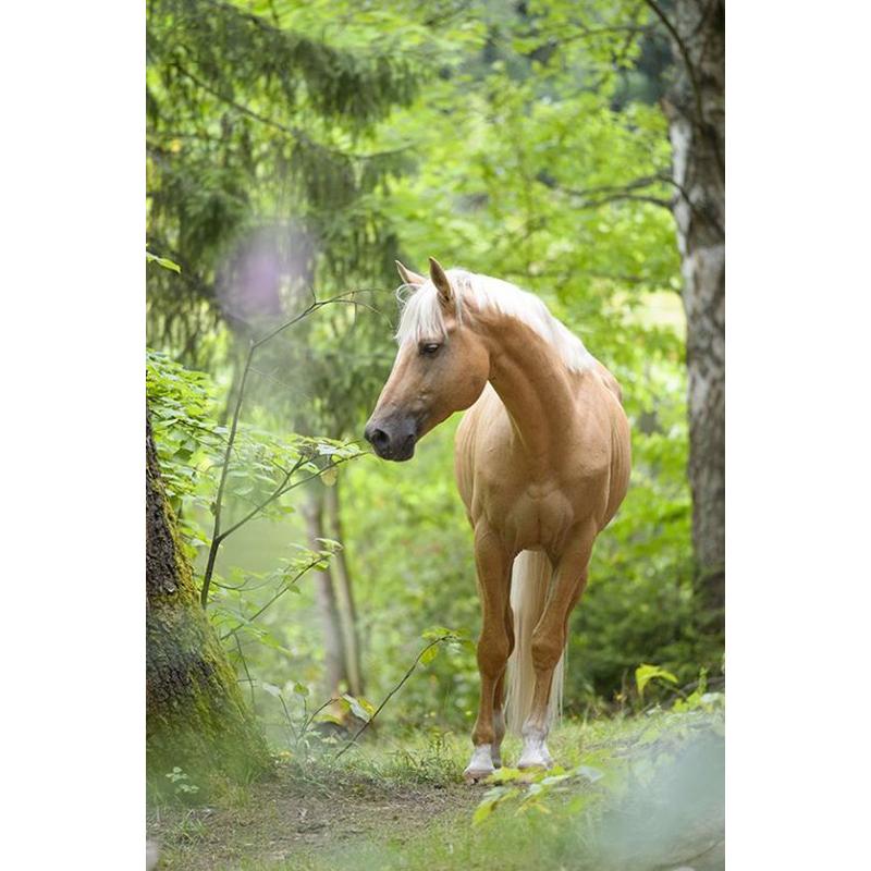 Лошадь DIY 5D алмазная живопись полная круглая дрель животное Алмазная вышивка крестиком мозаичные наборы Смола стены книги по искусству домашний декор