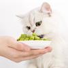 Natural Cat Grass Wheatgrass Chewing Snacks Keep Your Cat Active and Happy Promote Dental Care Wheatgrass for Kitten