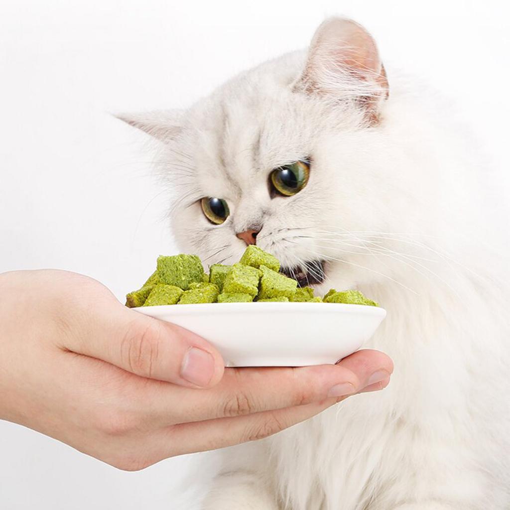 Natural Cat Grass Wheatgrass Chewing Snacks Keep Your Cat Active and Happy Promote Dental Care Wheatgrass for Kitten