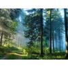 Алмазная вышивка Березовый лесной пейзаж Ручная работа Алмазная картина Вышивка крестом