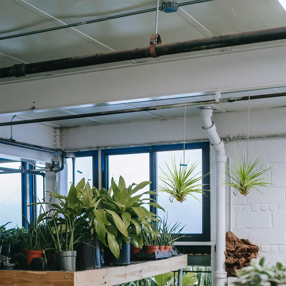 6 Pcs Air Pineapple Hook Display Hanger for Tillandsia Plant Holder Ceiling Hanging Plants Coat Hangers Stand Planter