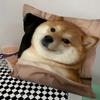 Cheems Shiba Inu Doge Pillow Case Square Pillow Bedroom Sofa Leisure Comfort Cushion Car Living Room Home Decoration