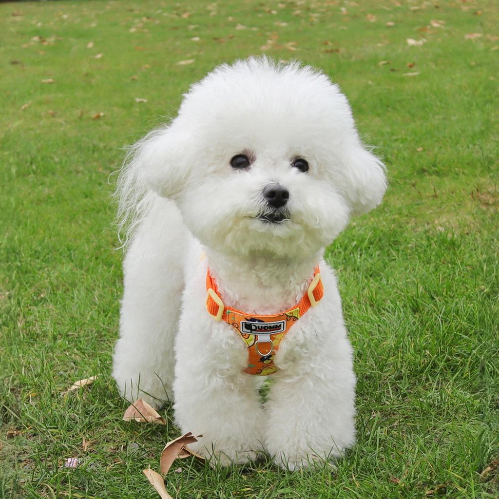 Dog with Traction Rope, Orange and Hexagonal Design, I-Shaped Abdomen